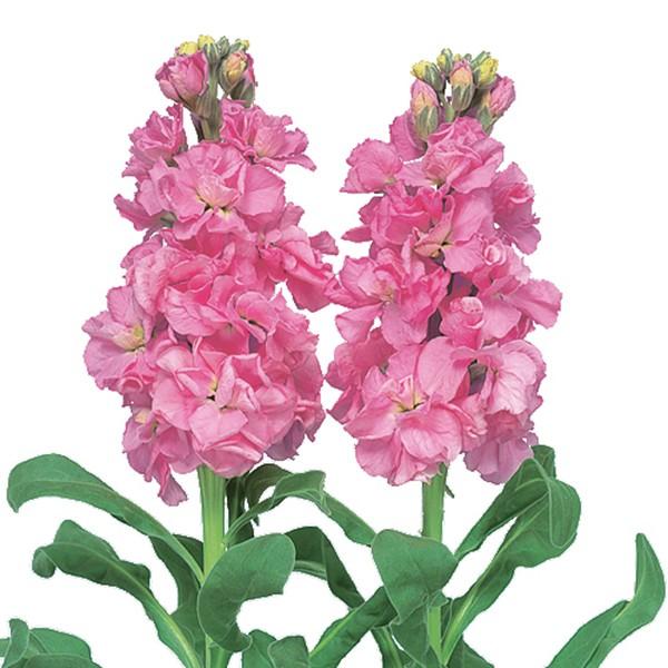 花の種（営利用）ストック アイアン ディープピンク 10ml サカタのタネ 種苗（メール便発送）