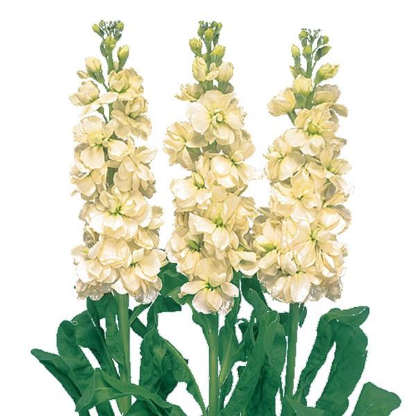 花の種（営利用）ストック アイアン イエロー 10ml サカタのタネ 種苗（メール便発送）