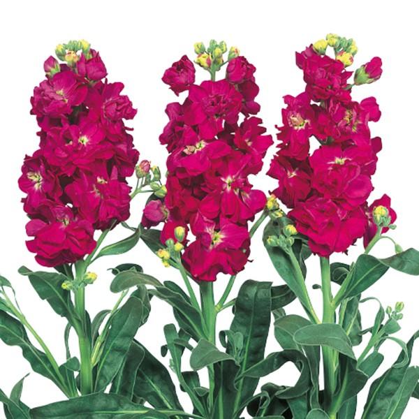 花の種 営利用 ストック 彼岸王 10ml サカタのタネ 種苗 メール便発送 Vg ベジタブルガーデン ハラダ 通販 Yahoo ショッピング