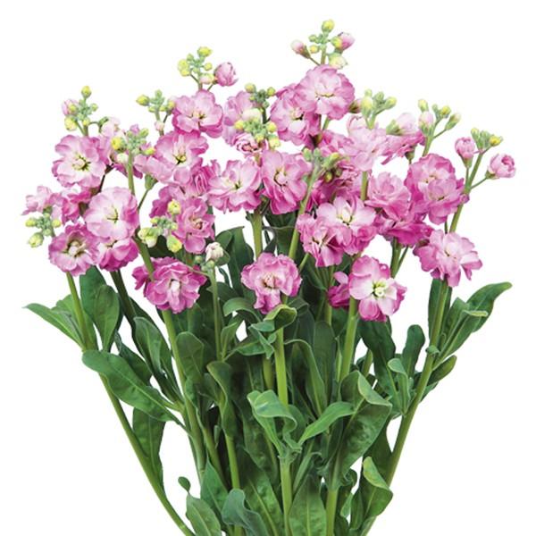 花の種（営利用）ストック カルテット ディープピンクフラッシュ 10ml