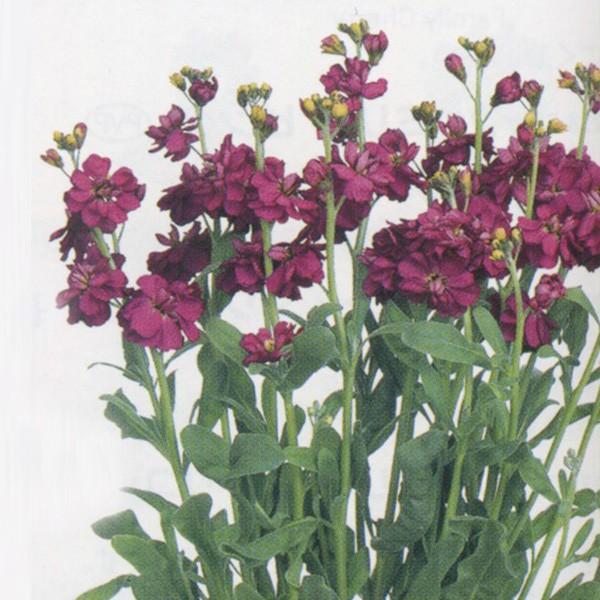 花の種 営利用 ストック カルテット ワイン 5000粒 ペレット種子 サカタのタネ 種苗 メール便発送 Vg ベジタブルガーデン ハラダ 通販 Yahoo ショッピング