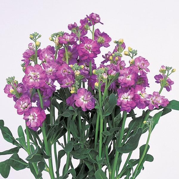 花の種 営利用 ストック カルテット ブルーフラッシュ 10ml サカタのタネ 種苗 メール便発送 Vg ベジタブルガーデン ハラダ 通販 Yahoo ショッピング