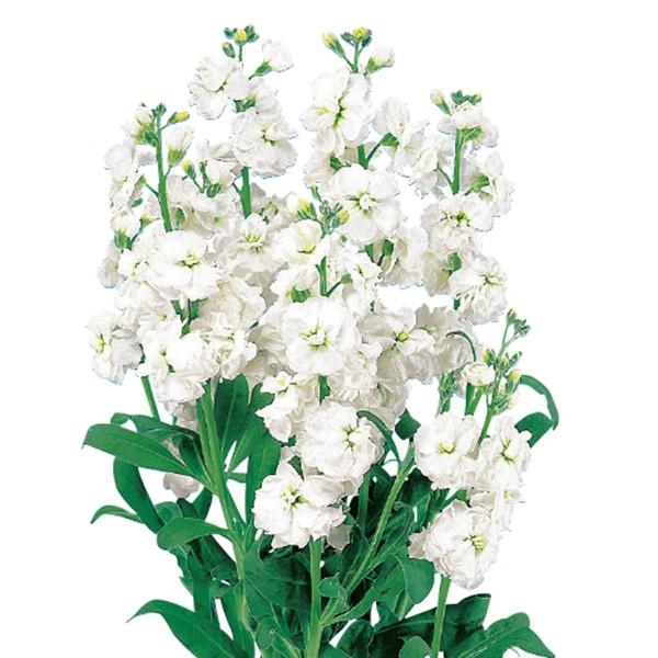 花の種（営利用）ストック カルテット ホワイト 3000粒 ペレット種子 サカタのタネ 種苗（メール便発送）
