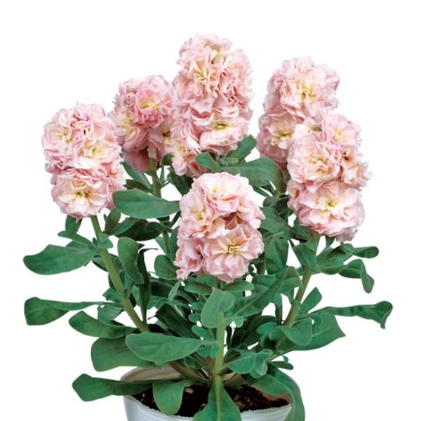 花の種（営利用）サルビア ファリナセア種 シラス 10ml×10 タキイ種苗 通販