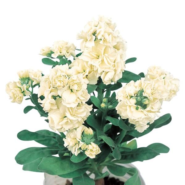 Ԃ̎icpjXgbN xCr[ N[ 10ml TJ^̃^l ci[֔j