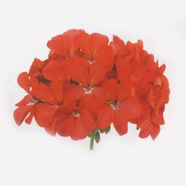 Ԃ̎icpj[jE gW[ fB[vbh 250 R[gq TJ^̃^l ci[֔j