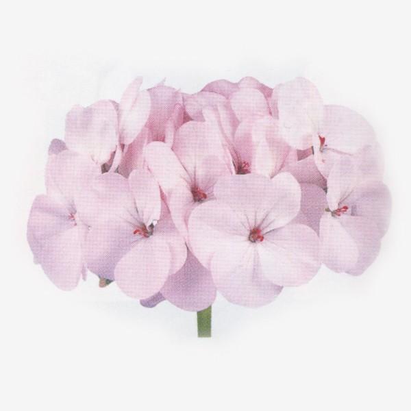 Ԃ̎icpj[jE gW[ AbvubT 250 R[gq TJ^̃^l ci[֔j