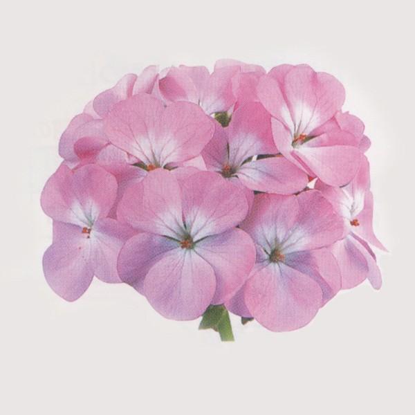 Ԃ̎icpj[jE gW[ x_[ 250 R[gq TJ^̃^l ci[֔j