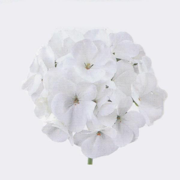 Ԃ̎icpj[jE gW[ sAzCg 250 R[gq TJ^̃^l ci[֔j