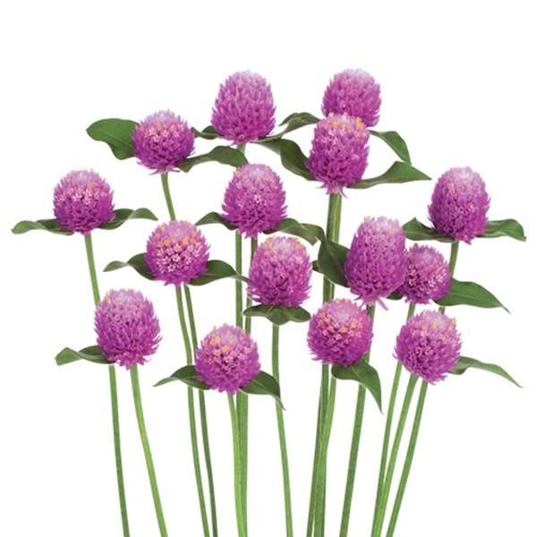 花の種 営利用 センニチコウ ゴンフレナ ネオン ラベンダー 10ml グリーンシード サカタのタネ 種苗 メール便発送 Vg ベジタブルガーデン ハラダ 通販 Yahoo ショッピング