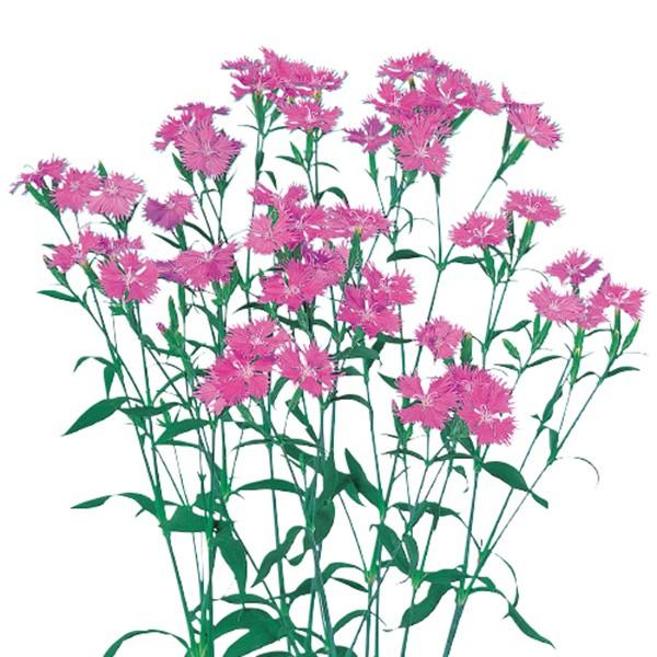 花の種（営利用）ダイアンサス ナデシコ フォトン ピンク 1000粒