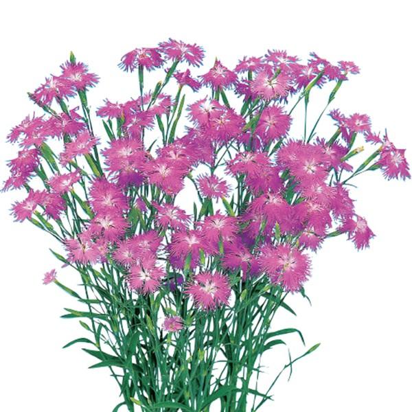 ナデシコ 花の人気商品 通販 価格比較 価格 Com
