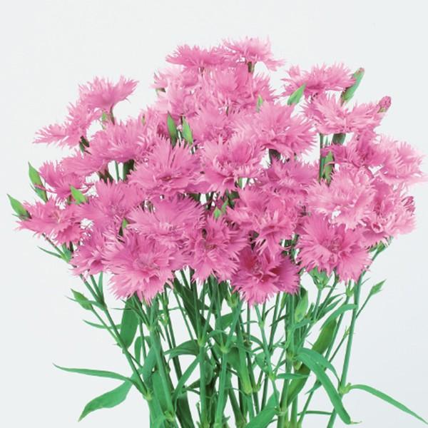 ナデシコ 花の人気商品 通販 価格比較 価格 Com