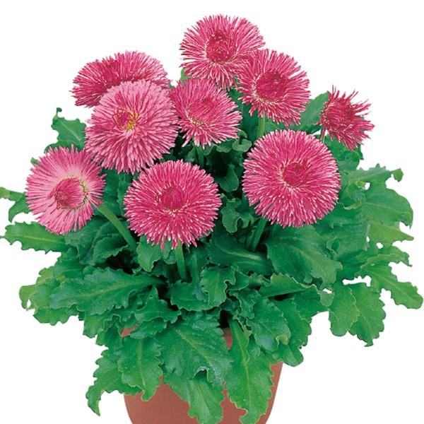 Ԃ̎icpjf[W[ qiMN `Af[W[(R) N 1000 TJ^̃^l ci[֔j