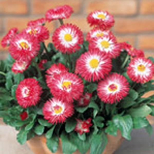 Ԃ̎icpjf[W[ qiMN `Af[W[(R) nCW  ybg1000 TJ^̃^l ci[֔j