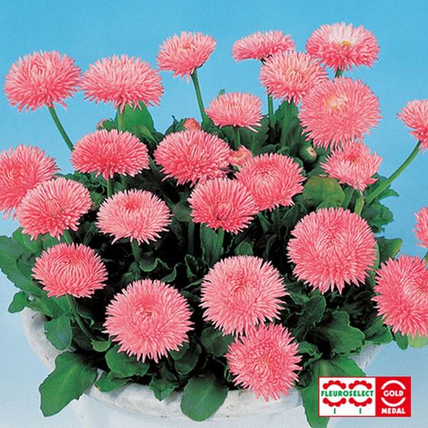 花の種 営利用 デージー ヒナギク チロリアンデージー R ロベラ 1000粒 サカタのタネ 種苗 メール便発送 Vg043 ベジタブルガーデン ハラダ 通販 Yahoo ショッピング