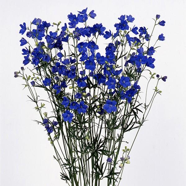 花の種 営利用 デルフィニウム ヒエンソウ プデル ブルー 1000粒 サカタのタネ 種苗 メール便発送 Vg ベジタブルガーデン ハラダ 通販 Yahoo ショッピング