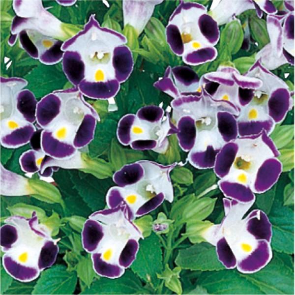 苗 トレニアの人気商品 通販 価格比較 価格 Com