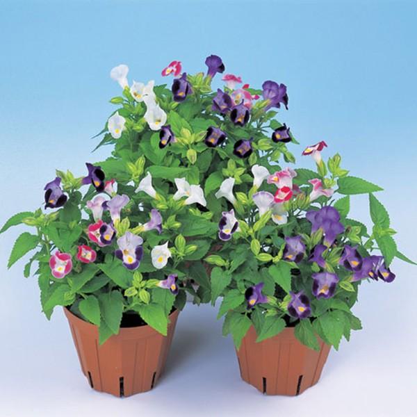 花の種（営利用）トレニア ナツスミレ サイクロン 混合 1000粒