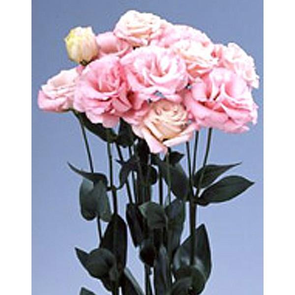 Ԃ̎icpjgRMLE [Xg}AVATX NX sN 3000 ybgq TJ^̃^l ci[֔j