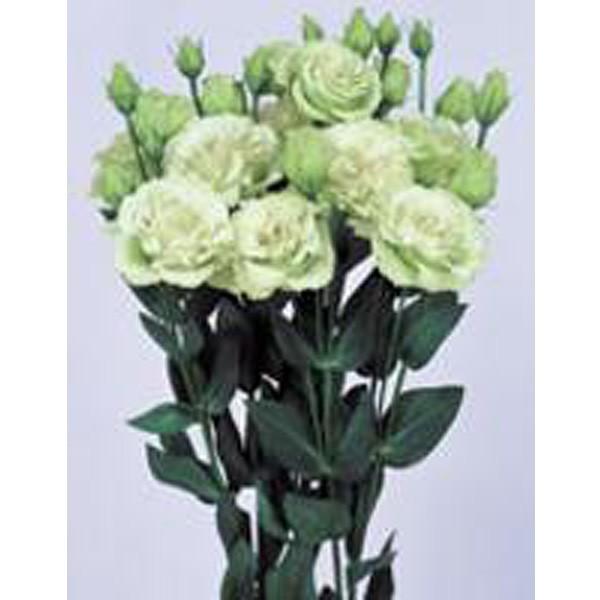 Ԃ̎icpjgRMLE [Xg}AVATX {[W(R)i1^jO[ 3000 vC}bNXybgq TJ^̃^l c