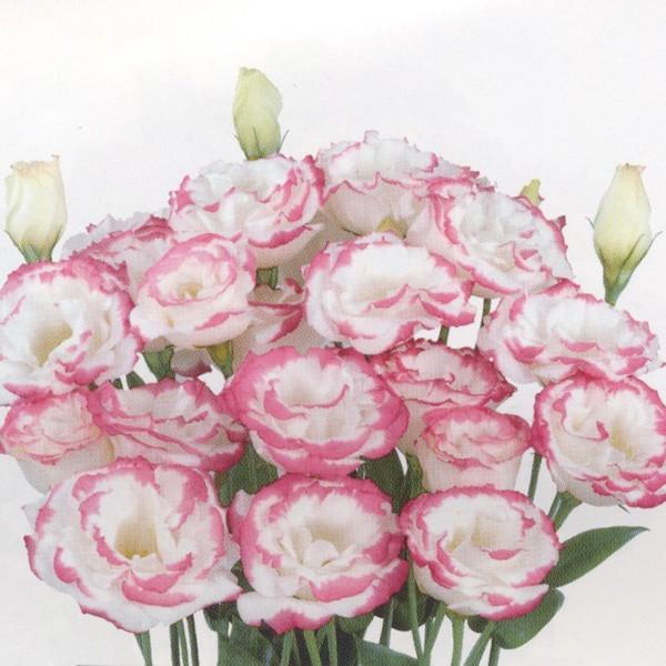 Ԃ̎icpjgRMLE [Xg}AVATX AWF[i [YsReB[ 1000 ybgq TJ^̃^l c