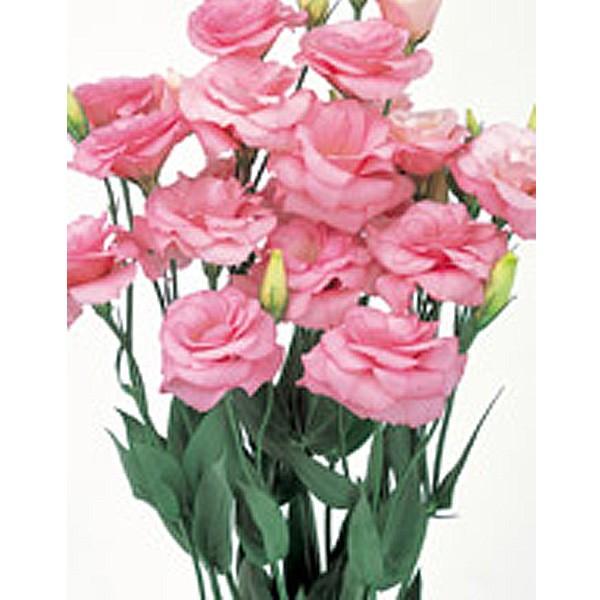 花の種 営利用 トルコギキョウ ユーストマ リシアンサス ニューリネーション ピンク Ver 2 3000粒 ペレット種子 サカタのタネ 種苗 Vg ベジタブルガーデン ハラダ 通販 Yahoo ショッピング