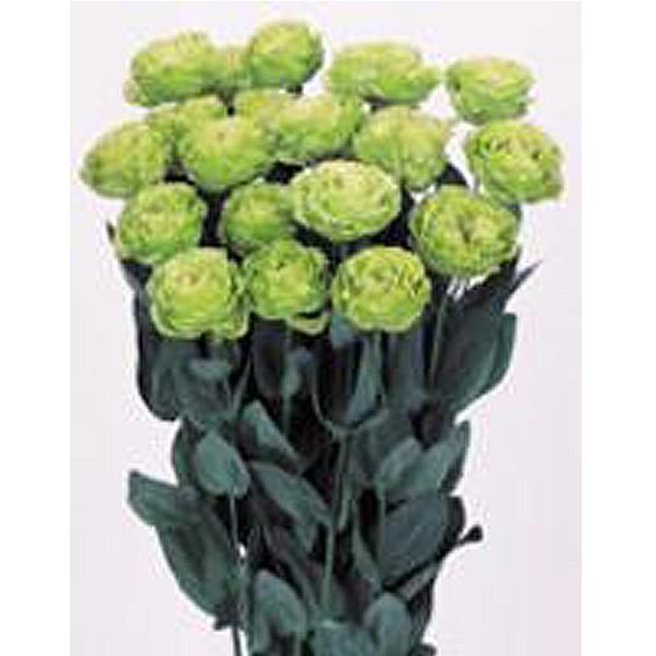 花の種（営利用）トルコギキョウ ユーストマ、リシアンサス