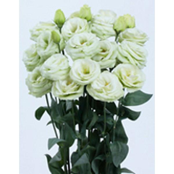 Ԃ̎icpjgRMLE [Xg}AVATX W[i(R)i3^jO[ 1000 ybgq TJ^̃^l ci[֔j