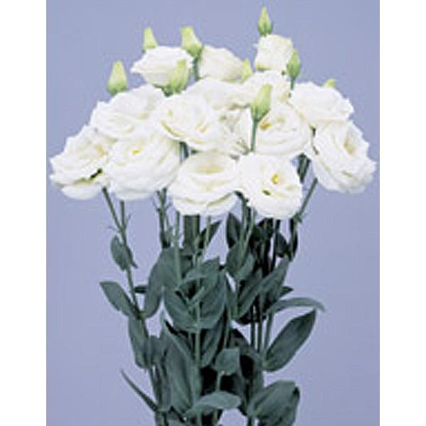 Ԃ̎icpjgRMLE [Xg}AVATX W[i(R)i3^jzCg 1000 ybgq TJ^̃^l ci[֔j