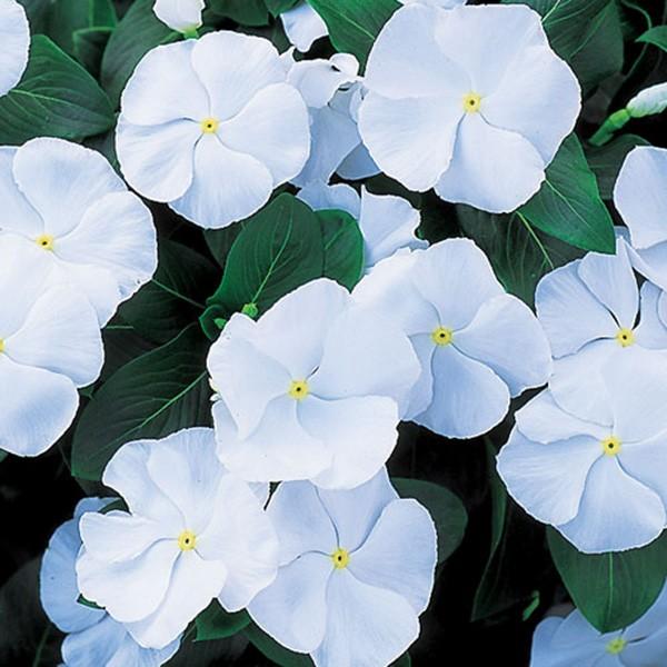 花の種 営利用 ニチニチソウ ビンカ エクエイター ホワイト Ver 2 10ml サカタのタネ 種苗 メール便発送 Vg ベジタブルガーデン ハラダ 通販 Yahoo ショッピング