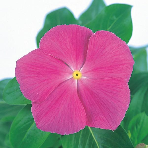 花の種 営利用 ニチニチソウ ビンカ ビテッセ ピンク 1000粒 サカタのタネ 種苗 メール便発送 Vg ベジタブルガーデン ハラダ 通販 Yahoo ショッピング