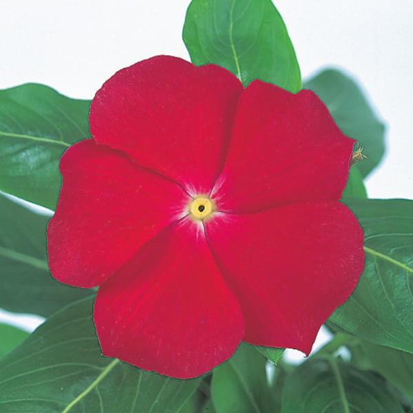 Ԃ̎icpjj`j`\E rJ rebZ bhEBYAC 1000 TJ^̃^l ci[֔j