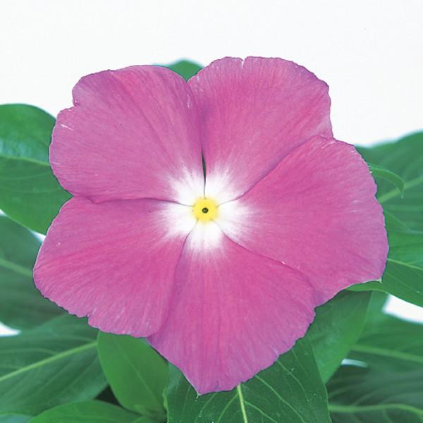 花の種 営利用 ニチニチソウ ビンカ ビテッセ ラベンダー 1000粒 サカタのタネ 種苗 メール便発送 Vg ベジタブルガーデン ハラダ 通販 Yahoo ショッピング