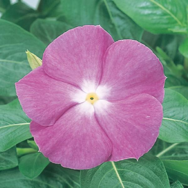 花の種 営利用 ニチニチソウ ビンカ ビテッセ ラベンダーモーン 1000粒 サカタのタネ 種苗 メール便発送 Vg ベジタブルガーデン ハラダ 通販 Yahoo ショッピング