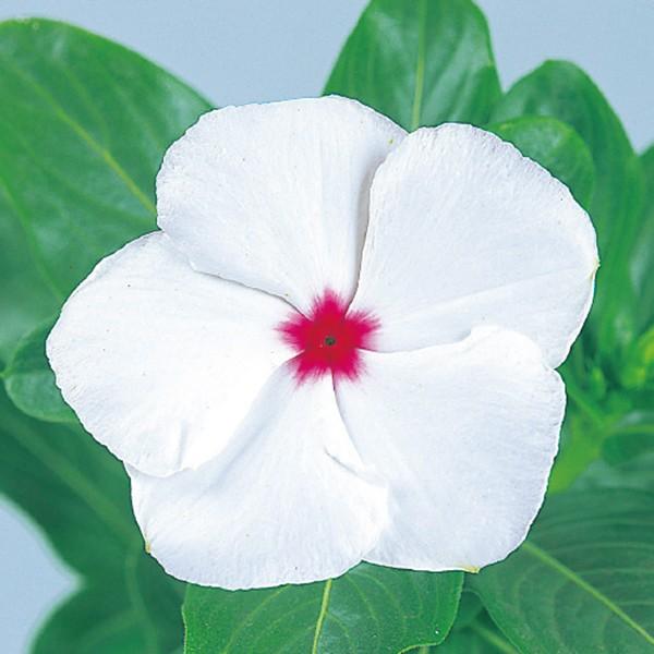 花の種 営利用 ニチニチソウ ビンカ ビテッセ ペパーミント 1000粒 サカタのタネ 種苗 メール便発送 Vg ベジタブルガーデン ハラダ 通販 Yahoo ショッピング