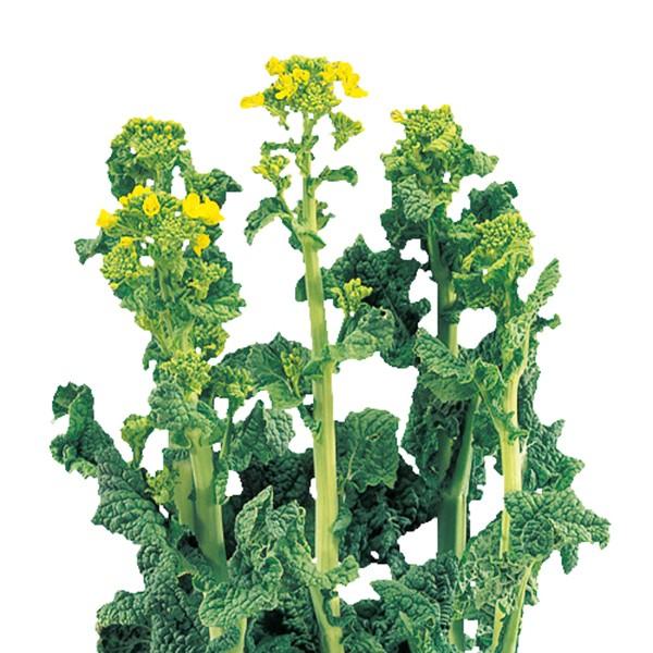 花の種（営利用）ハナナ 88号No.20 1dl サカタのタネ 種苗（メール便