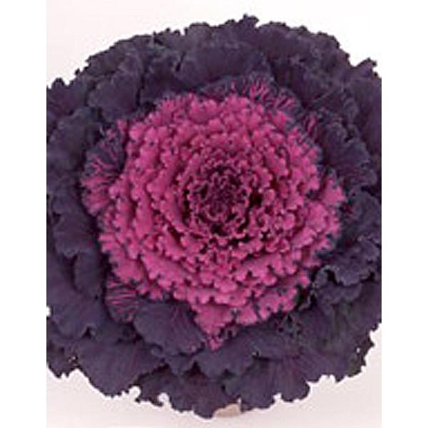 Ԃ̎icpjn{^ g̉ 10ml TJ^̃^l ci[֔j