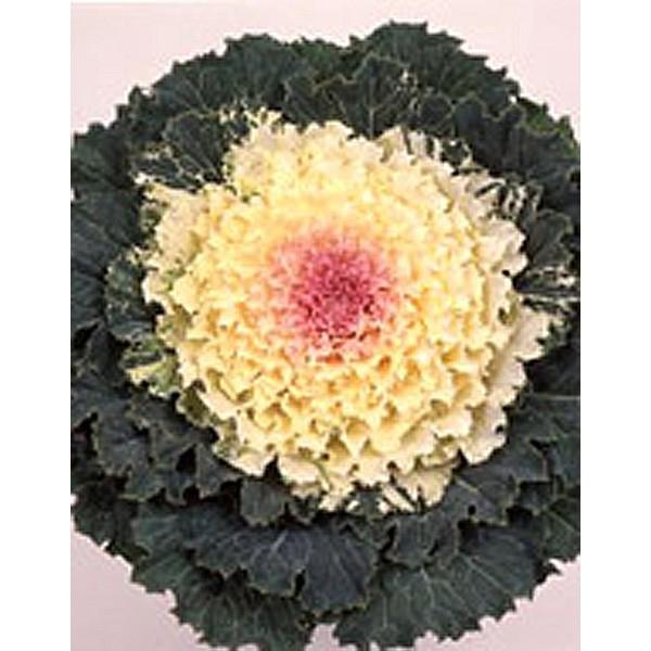 Ԃ̎icpjn{^ ̉ 10ml TJ^̃^l ci[֔j