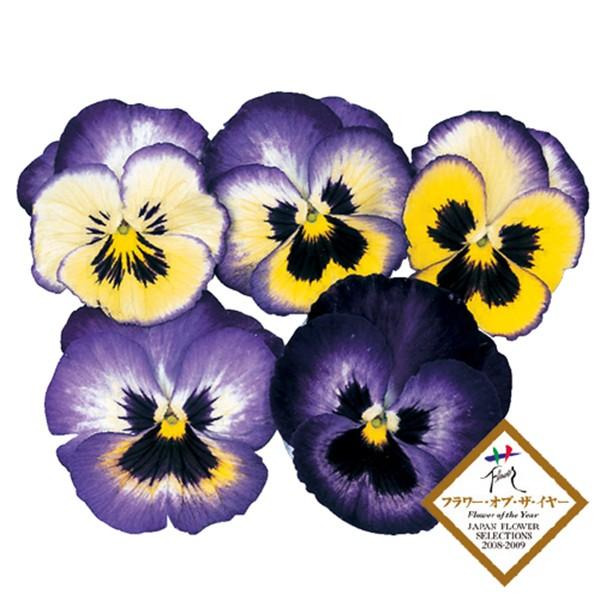 花の種（営利用）パンジー 三色スミレ アリル ブルーフラッシュ 1000粒  