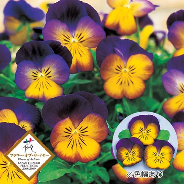花の種（営利用）パンジー 三色スミレ ディープ モルフォ 1000粒
