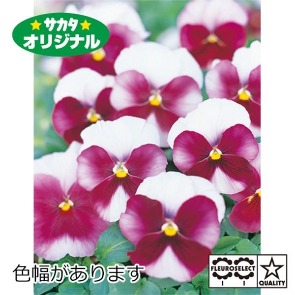 花の種 営利用 パンジー 三色スミレ ビーコン ローズ 1000粒 プライマックス種子 サカタのタネ 種苗 メール便発送 Vg ベジタブルガーデン ハラダ 通販 Yahoo ショッピング