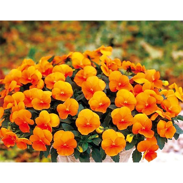 Ԃ̎icpjpW[ 悭炭X~ }[}[hiver.2j500 vC}bNXq TJ^̃^l ci[֔j