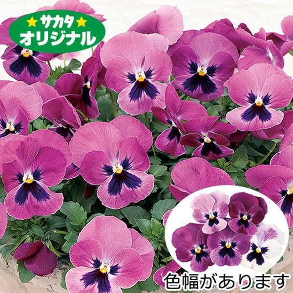 Ԃ̎icpjpW[ 悭炭X~ Yx[ 500 vC}bNXq TJ^̃^l ci[֔j