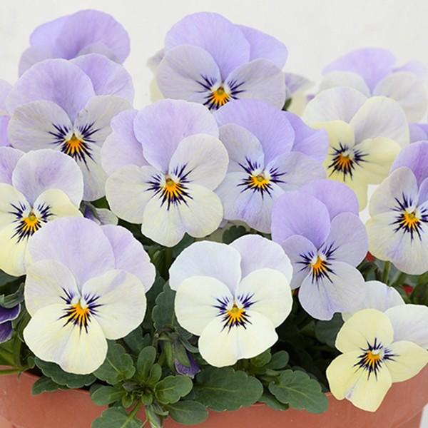 花の種 営利用 ビオラ ピエナ R ラベンダーマジック 1000粒 プライマックス種子 サカタのタネ 種苗 メール便発送 Vg ベジタブルガーデン ハラダ 通販 Yahoo ショッピング