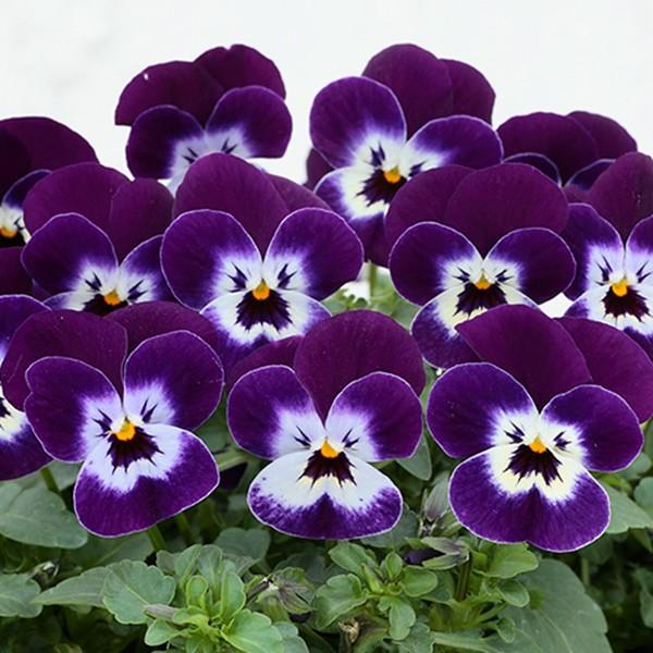 花の種（営利用）ビオラ ピエナ(R) パープルピコティー 1000粒 プライ