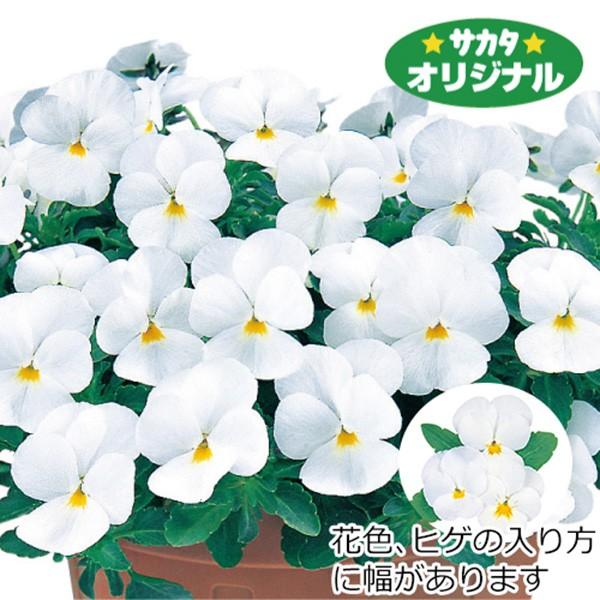 Ԃ̎icpjrI t[i(R) zCgiver.2j1000 TJ^̃^l ci[֔j