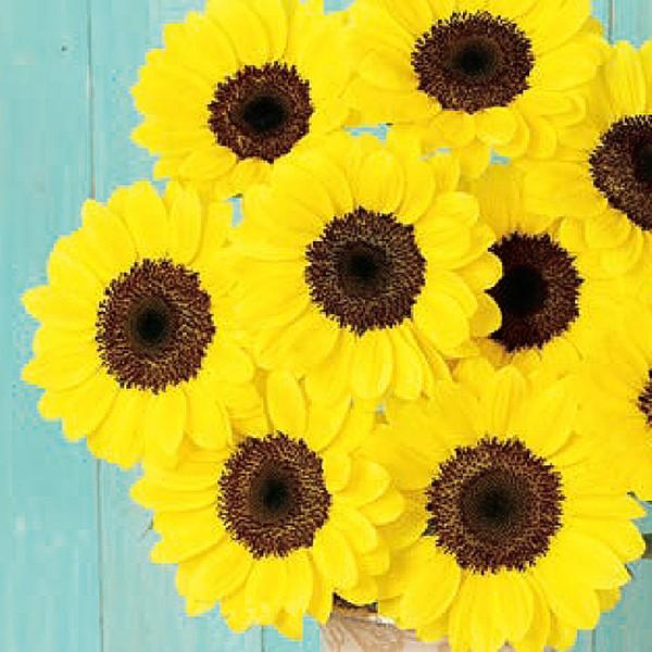 花の種（営利用）ヒマワリ ビンセント（2型）ポメロ 1000粒 フィルムコート種子 サカタのタネ 種苗（メール便発送）