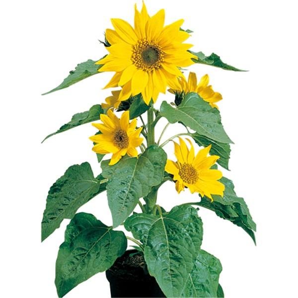 花の種（営利用）ヒマワリ ピノチオ ゴールド 1000粒 サカタのタネ 種苗（メール便発送）