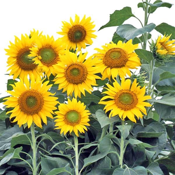 花の種（営利用）ヒマワリ ビューティフルサン 1kg サカタのタネ 種苗